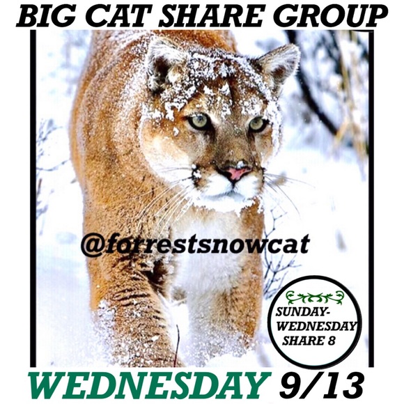 BIG CAT SHARE GROUP INFORMATION - Picture 6 of 6
